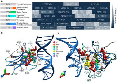 Functional Diversity of p53 in Human and Wild Animals